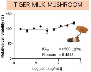 Tiger Milk Mushroom